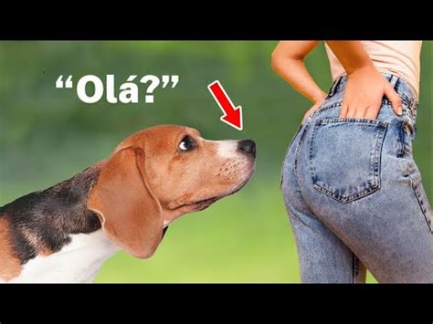 cachorro lambendo a bunda|Deixa o meu bumbum em paz!